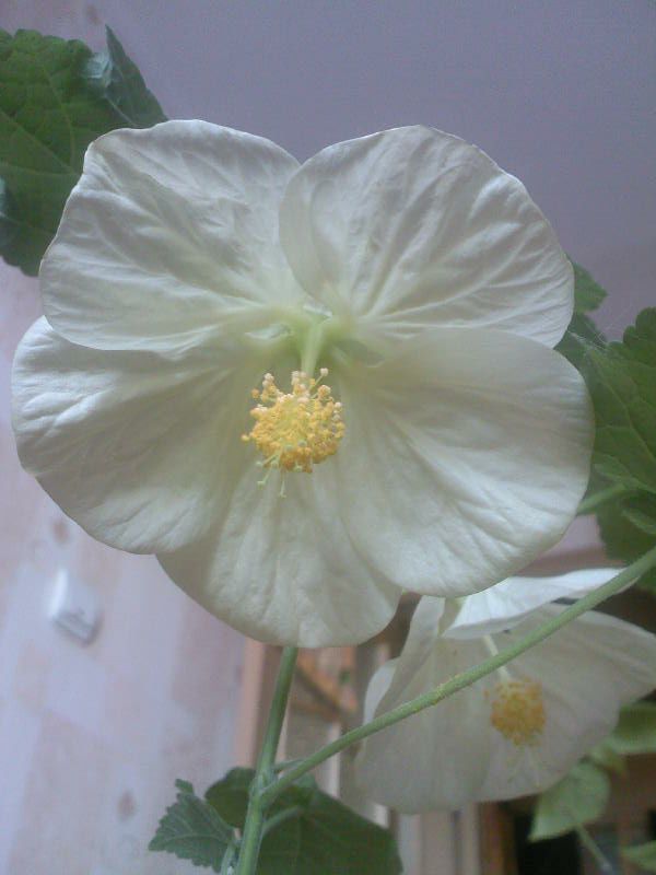 Abutilon_bel..jpg