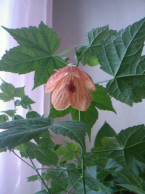 Abutilon_f8f2a4a0736e15892485c4d73e002257.jpg