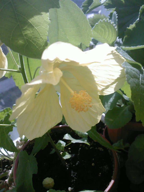 Abutilon_zhelt..jpg