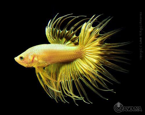 Betta-splendens_2.jpg