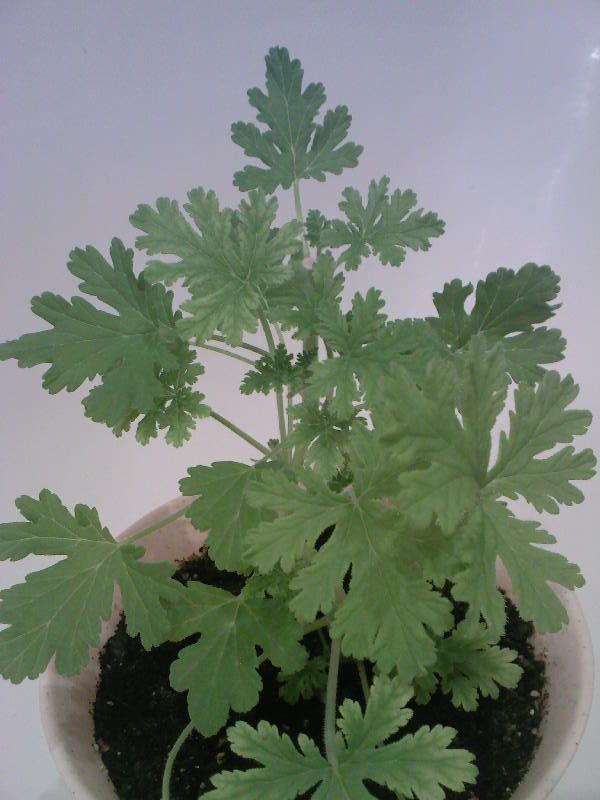 PelargoniyaDushistaya.jpg
