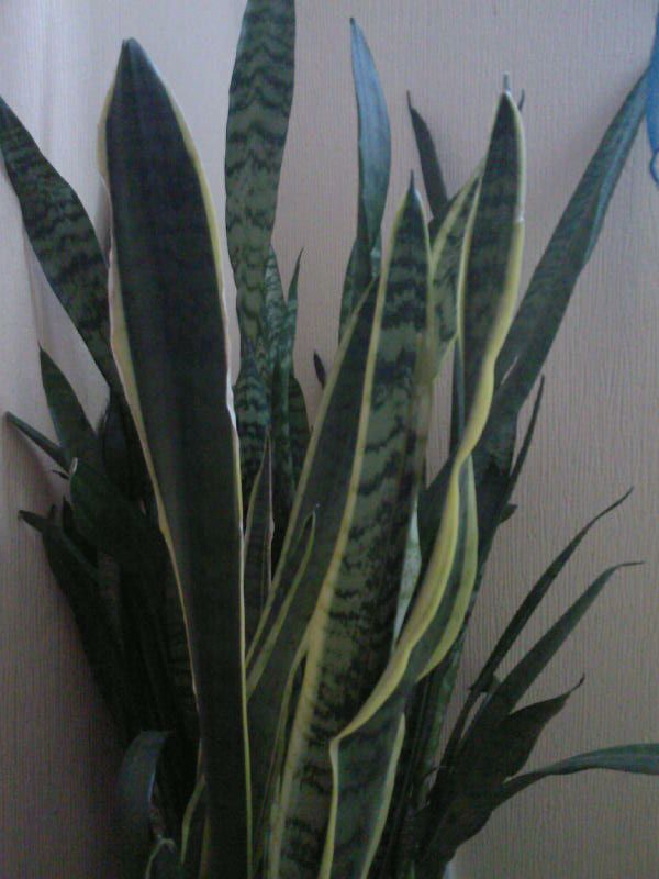 Trikolor_sanseveriya.jpg