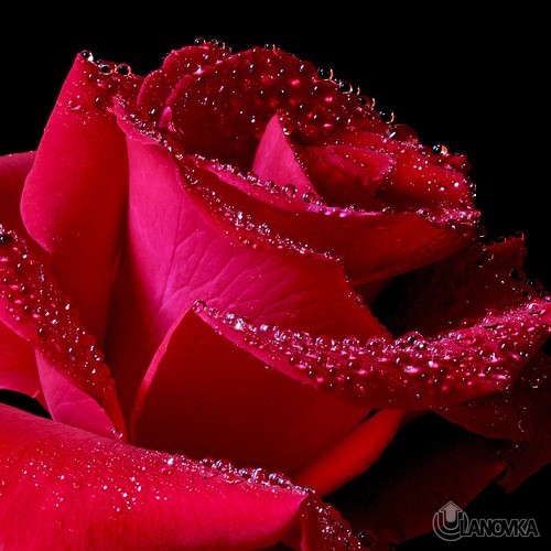 close-up-red-rose.jpg