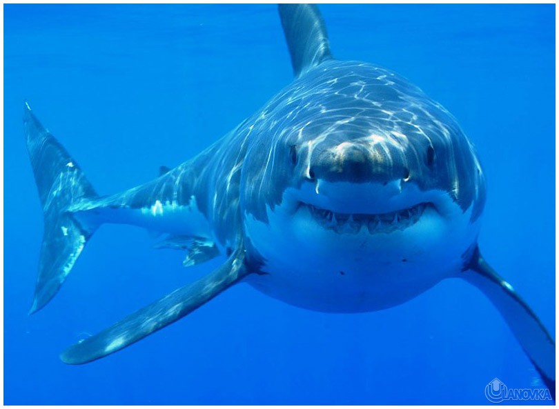 shark.jpg