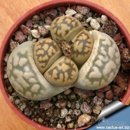 yo9-lithop.jpg