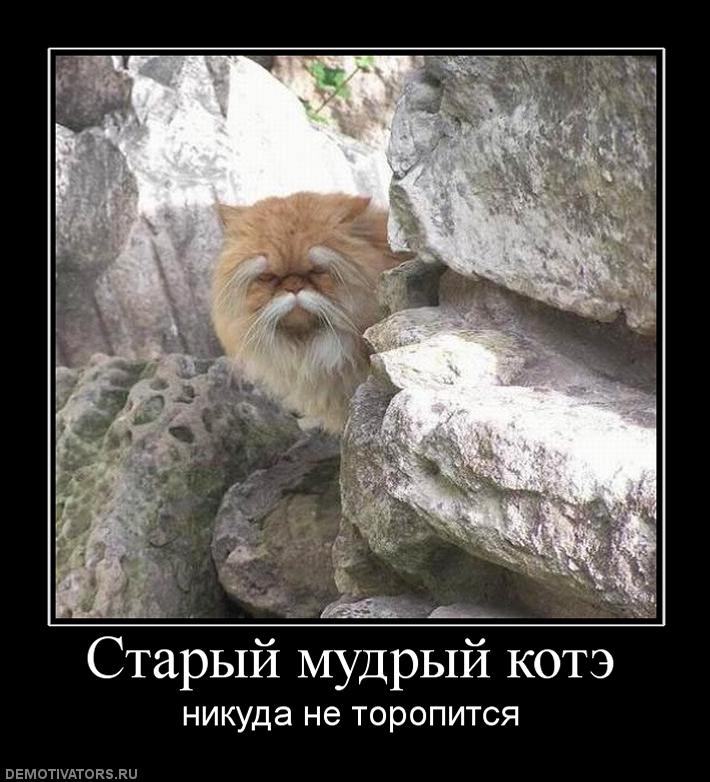 38268_staryij-mudryij-kote.jpg