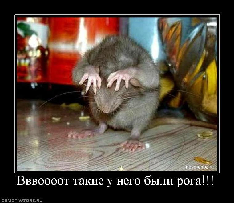306388_vvvoooot-takie-u-nego-byili-roga.jpg