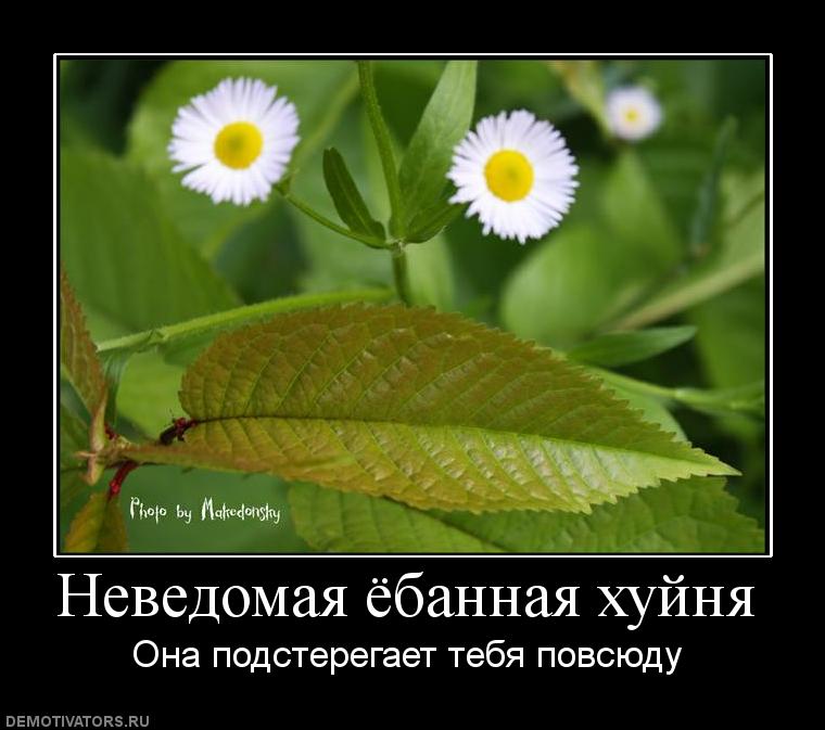 339218_nevedomaya-yobannaya-hujnya.jpg