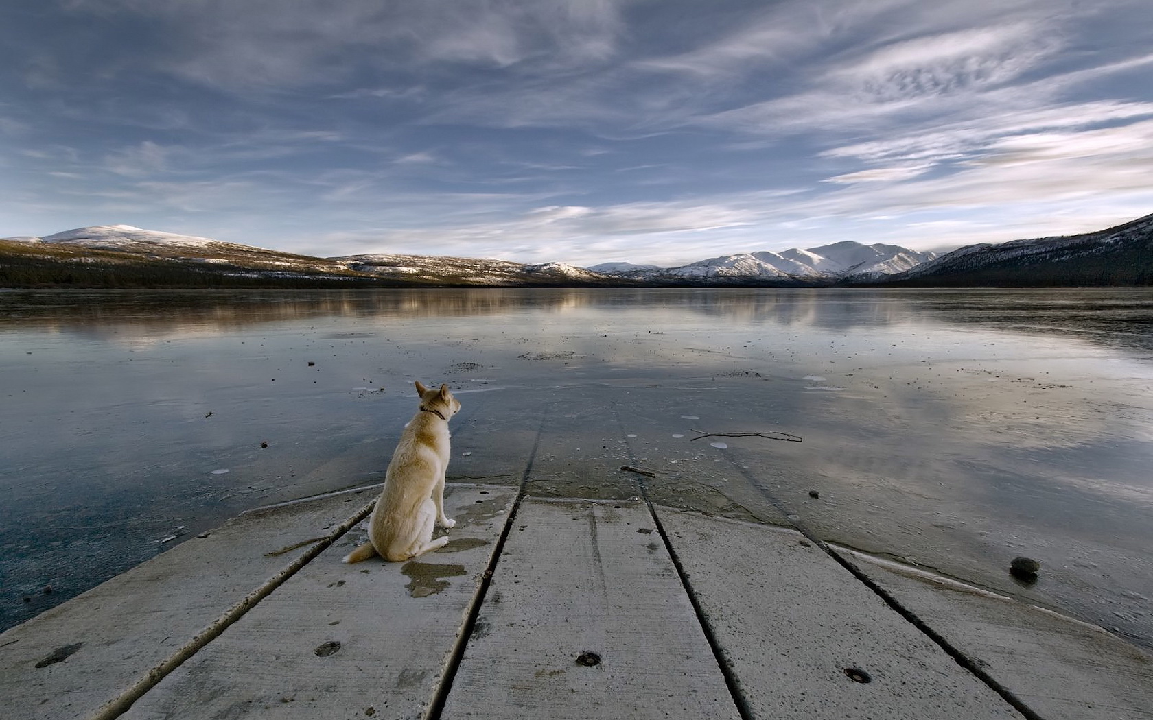 Widescreen_Dog_staring_at_a_lake_005510_.jpg