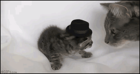 Kitten_hat.gif