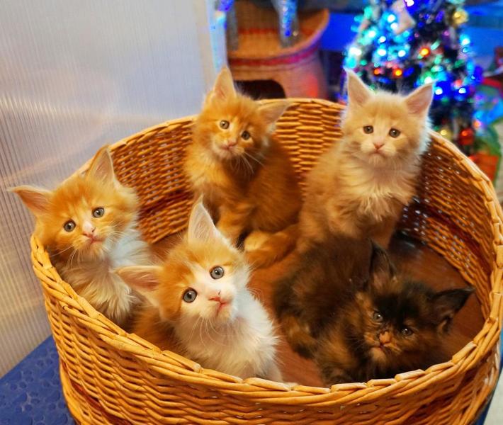 post-3025-0-14445600-1421305914_thumb.jp