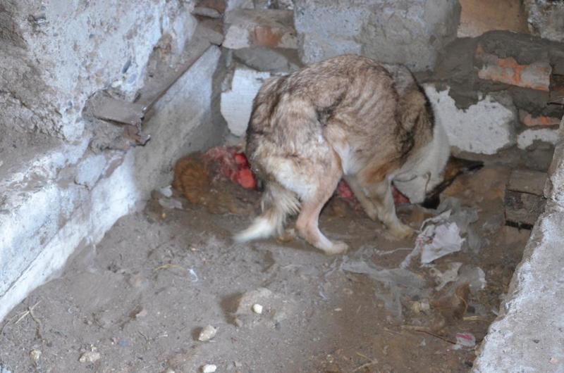 post-33751-0-24863200-1420631670_thumb.j