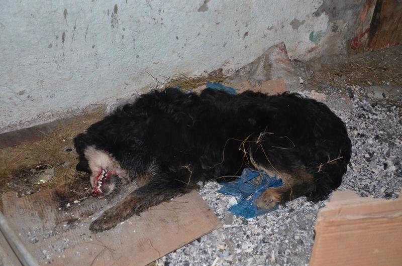 post-33751-0-99168900-1420631711_thumb.j