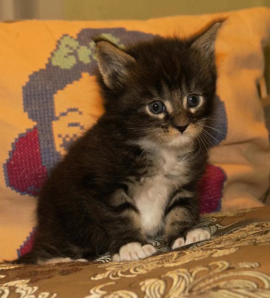 post-52802-0-40997100-1422166051_thumb.j