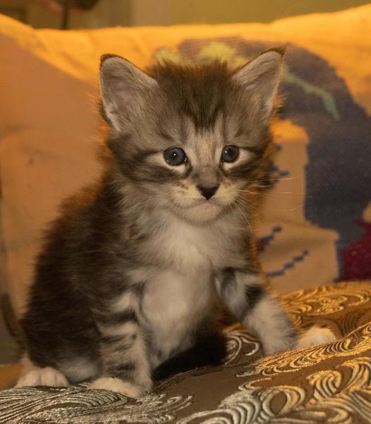 post-52802-0-43368200-1422166074_thumb.j