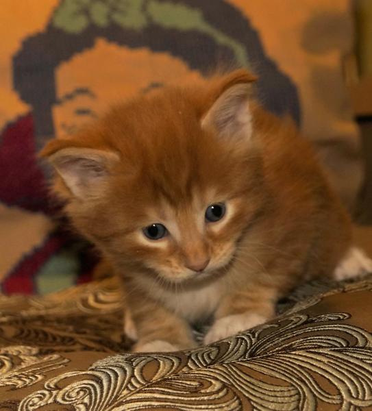 post-52802-0-72438100-1422166026_thumb.j