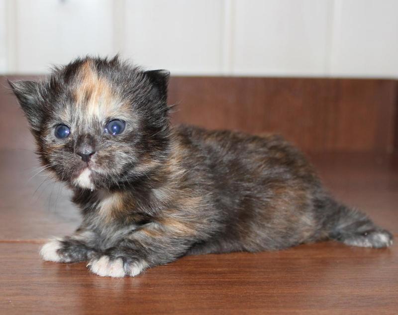 post-54398-0-07176800-1421064926_thumb.j