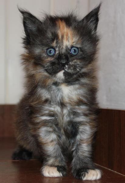 post-54398-0-24535300-1421760233_thumb.j