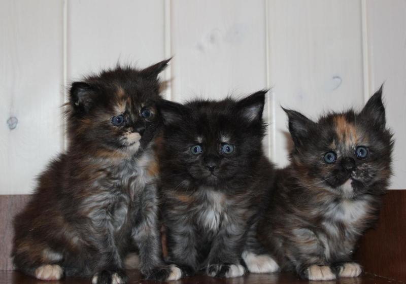 post-54398-0-33233300-1421760442_thumb.j