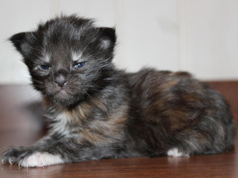 post-54398-0-38816600-1421064884_thumb.j