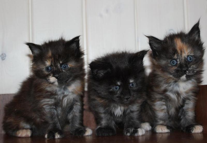 post-54398-0-44582900-1422185565_thumb.j