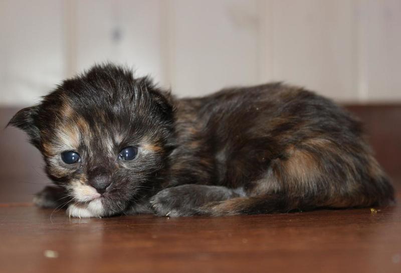 post-54398-0-53329400-1421064908_thumb.j