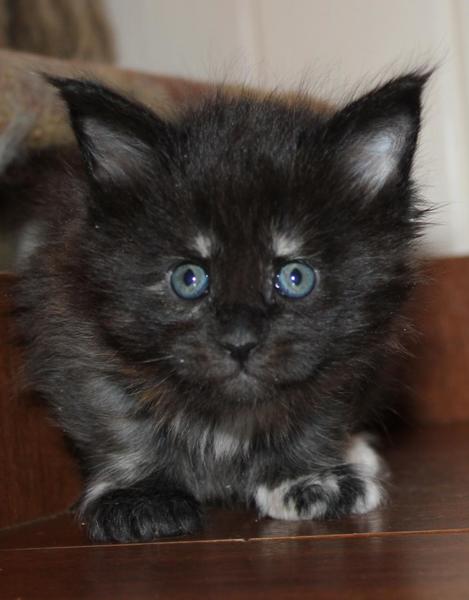 post-54398-0-61762500-1421760250_thumb.j