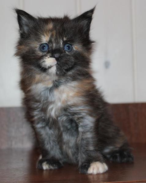 post-54398-0-76660900-1421760275_thumb.j