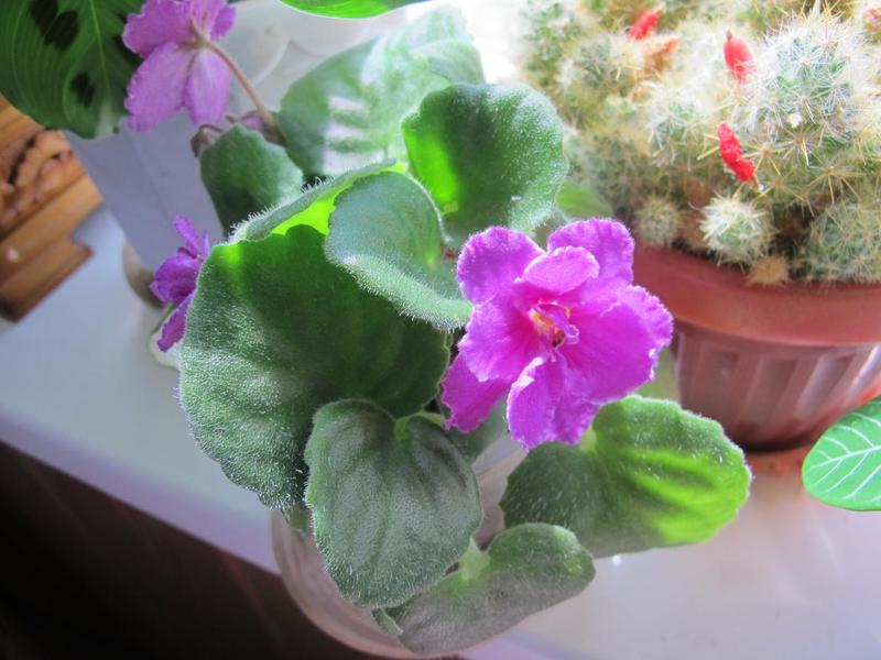 post-68286-0-05037100-1421682461_thumb.j