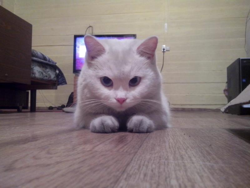 post-10081-0-71108700-1424185403_thumb.j