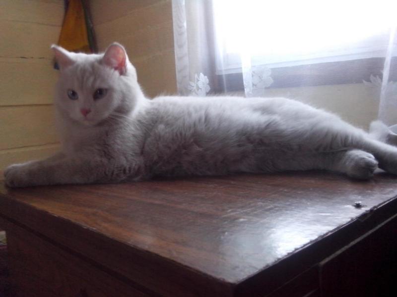 post-10081-0-89964400-1424185347_thumb.j