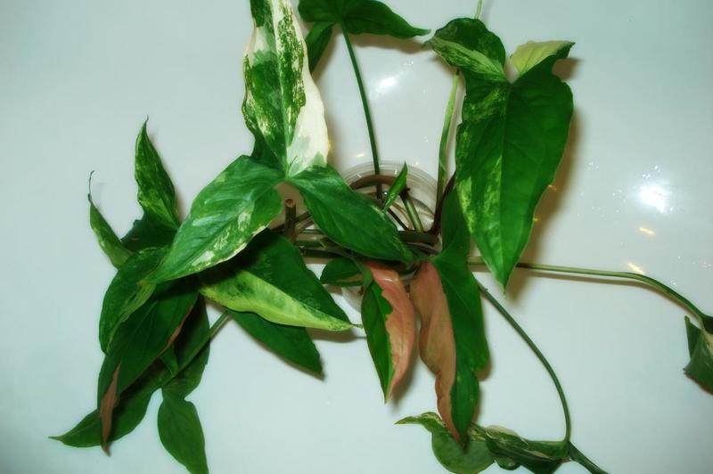 post-36293-0-03035400-1424932114_thumb.j