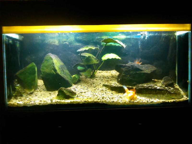 post-46670-0-54720900-1423857898_thumb.j