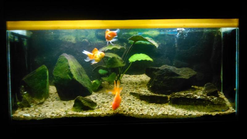 post-46670-0-60344800-1423857794_thumb.j