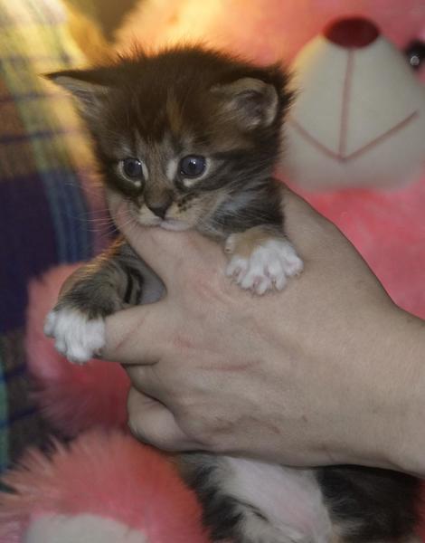 post-52802-0-78199700-1424666472_thumb.j