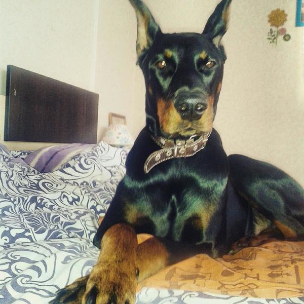 post-83924-0-36566900-1424690625_thumb.j