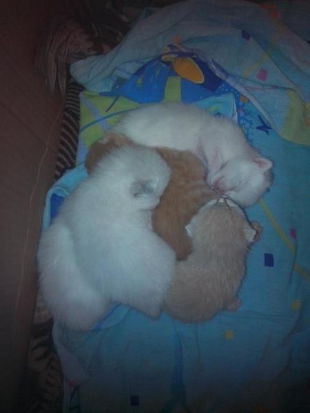 post-10081-0-73180900-1427633711_thumb.j