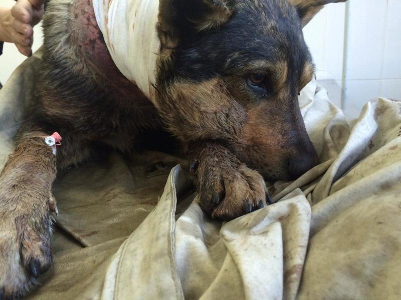 post-33751-0-10650500-1426698309_thumb.j