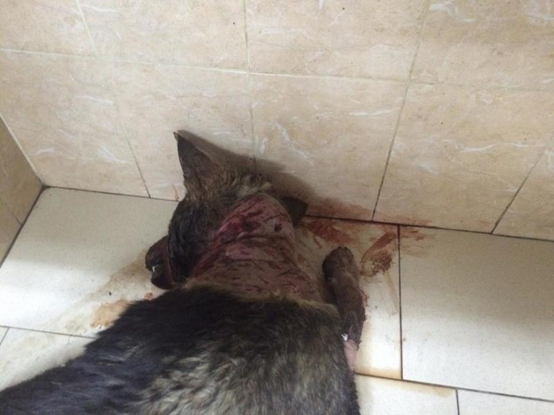 post-33751-0-13871000-1426698190_thumb.j