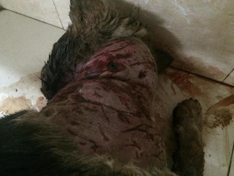 post-33751-0-29201500-1426698096_thumb.j