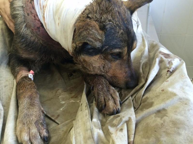 post-33751-0-37469200-1426698257_thumb.j