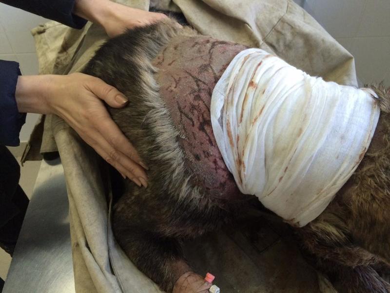 post-33751-0-43042900-1426698293_thumb.j