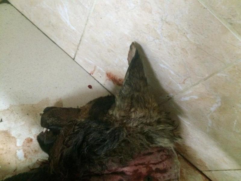 post-33751-0-93443700-1426698231_thumb.j