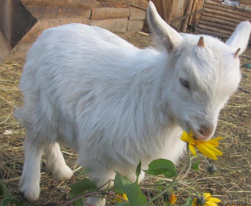 post-65722-0-16996100-1425375007_thumb.j