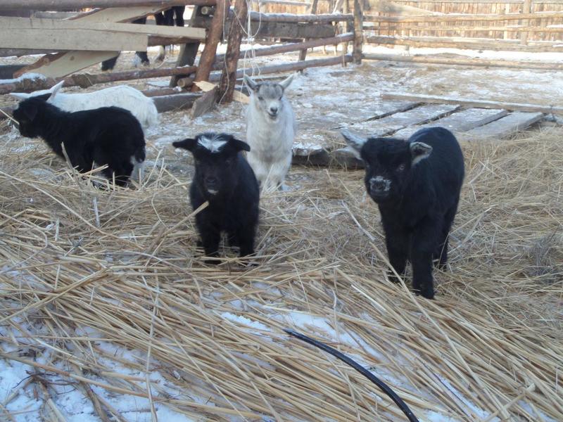 post-65722-0-86203500-1425375150_thumb.j