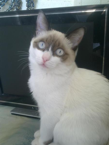 post-70216-0-77275100-1425671671_thumb.j