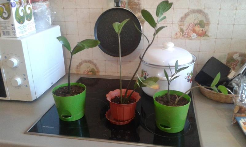 post-40593-0-96115600-1428121108_thumb.j