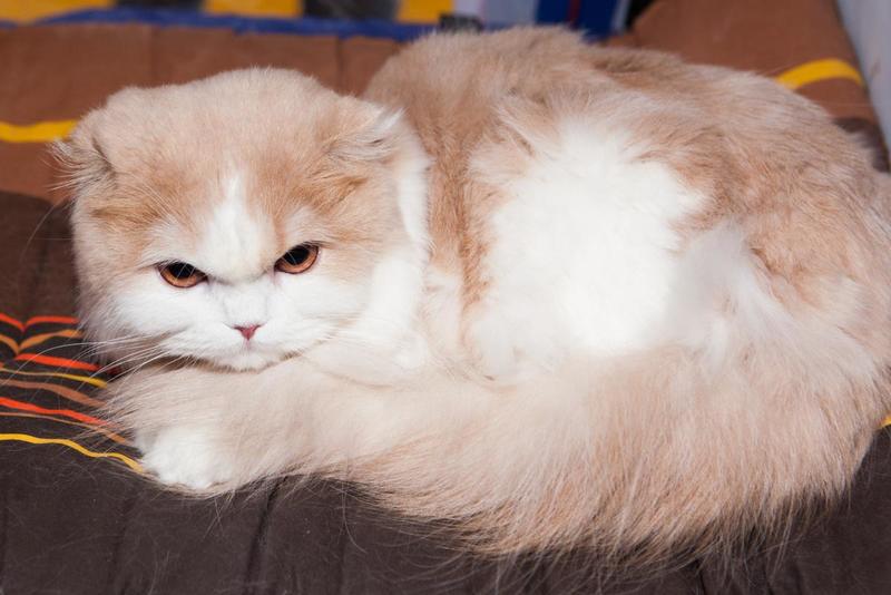 post-58493-0-51845300-1430144121_thumb.j