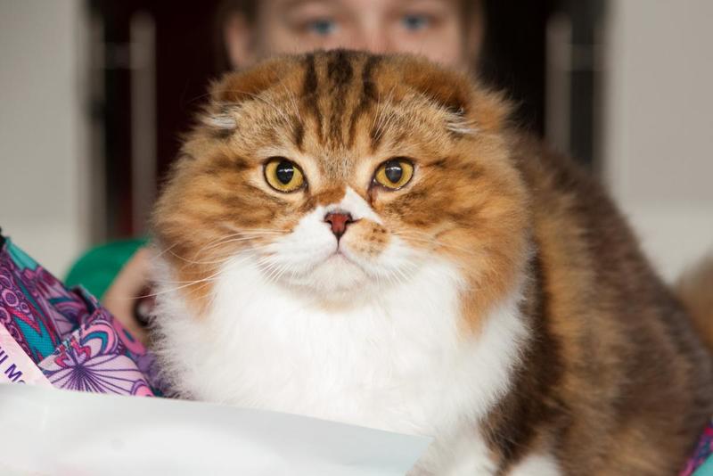 post-58493-0-55074500-1430143875_thumb.j