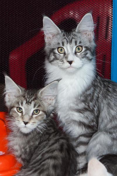 post-58493-0-99960800-1430144079_thumb.j